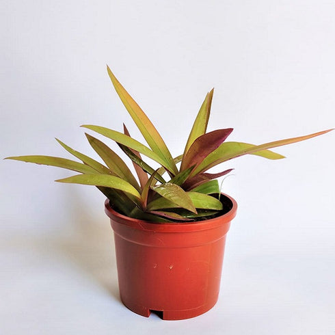 Rhoeo Golden, Rhoeo Spathacea Sitara Gold - Plant